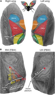 Tenors Not Sopranos: Bio-Mechanical Constraints on Calling Song Frequencies in the Mediterranean Field-Cricket